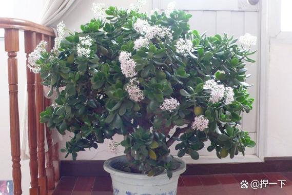 玉树可以放在室内吗，玉树可以放在室内吗有毒吗？-第2张图片-优品飞百科