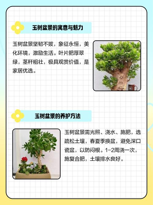 玉树可以放在室内吗，玉树可以放在室内吗有毒吗？-第3张图片-优品飞百科