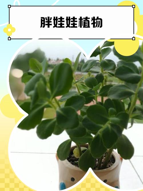 玉树可以放在室内吗，玉树可以放在室内吗有毒吗？-第4张图片-优品飞百科