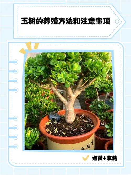 玉树可以放在室内吗，玉树可以放在室内吗有毒吗？-第5张图片-优品飞百科