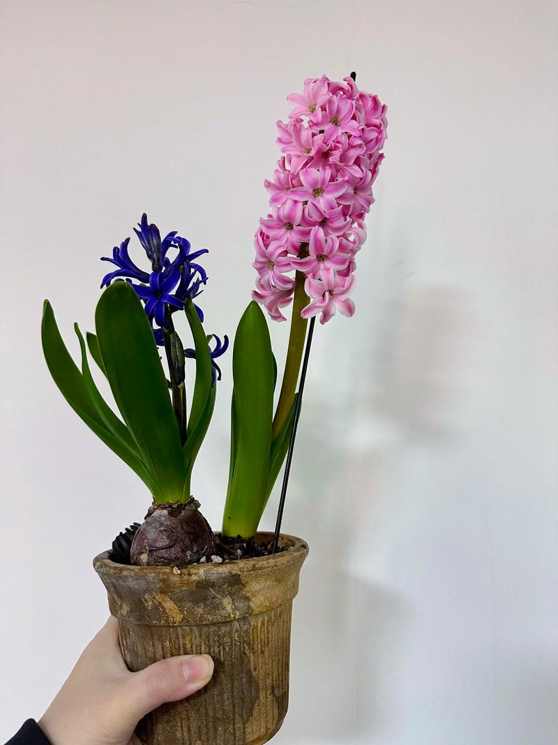 风信子的介绍，风信子有毒吗？风信子的坏处？-第1张图片-优品飞百科