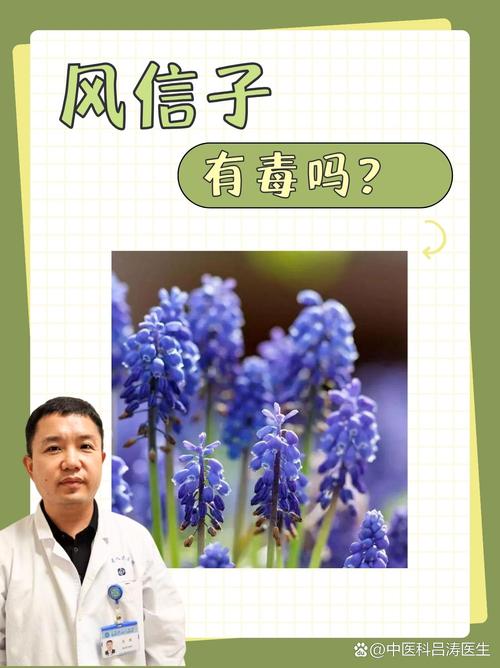 风信子的介绍，风信子有毒吗？风信子的坏处？-第3张图片-优品飞百科