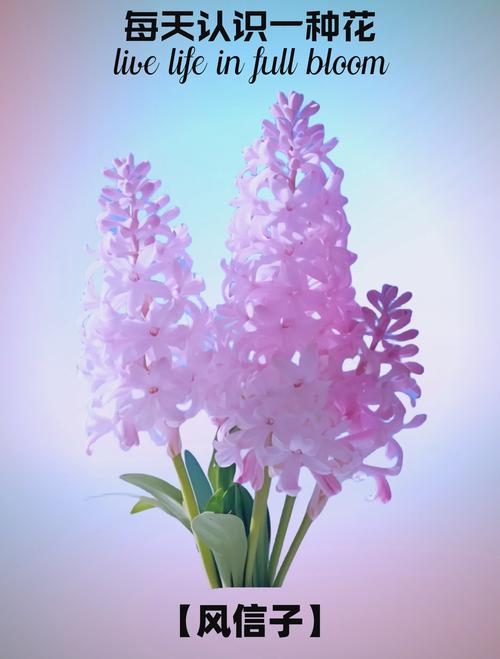 风信子的介绍，风信子有毒吗？风信子的坏处？-第4张图片-优品飞百科