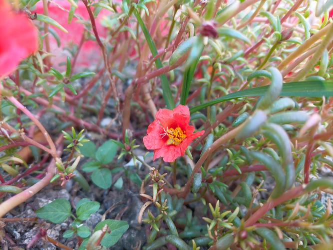 前十养不死的花？前十养不死的花有什么？-第2张图片-优品飞百科