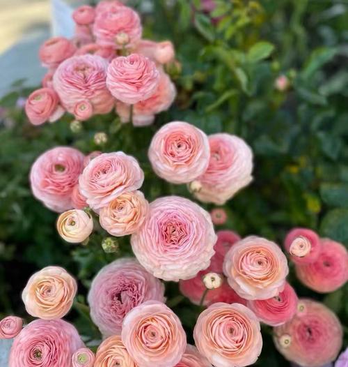 芹叶牡丹的花语及象征意义，芹叶牡丹花图片竖屏大花