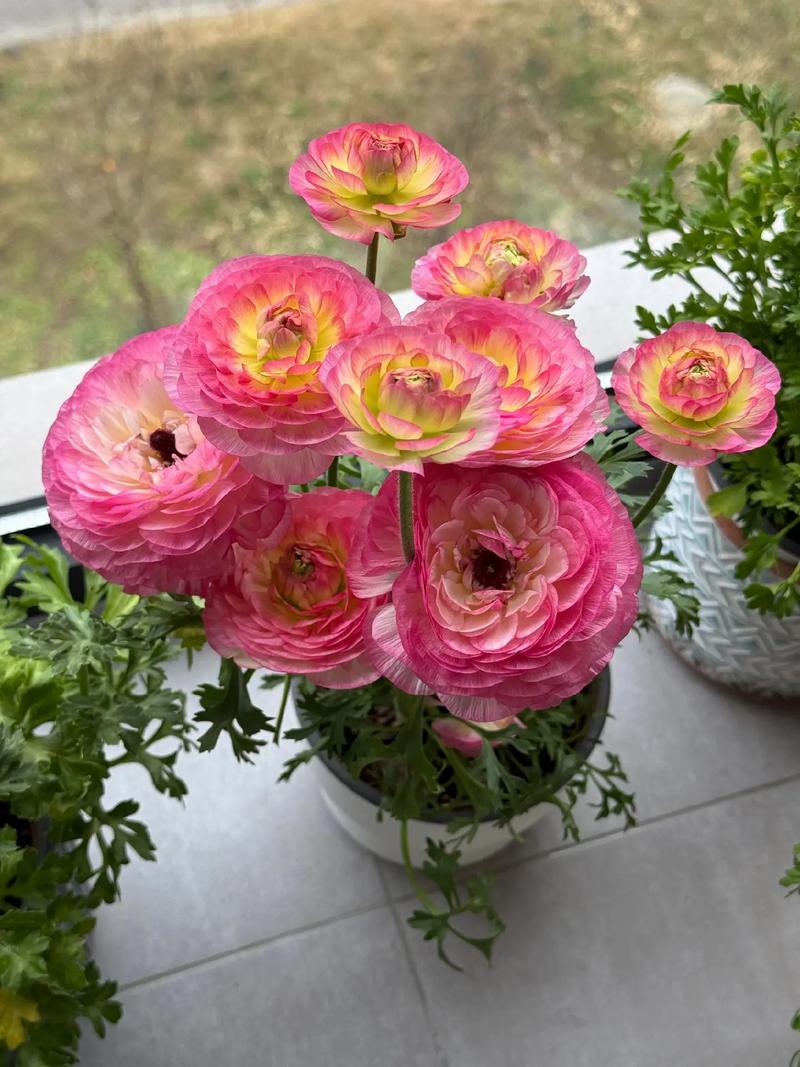 芹叶牡丹的花语及象征意义，芹叶牡丹花图片竖屏大花-第2张图片-优品飞百科