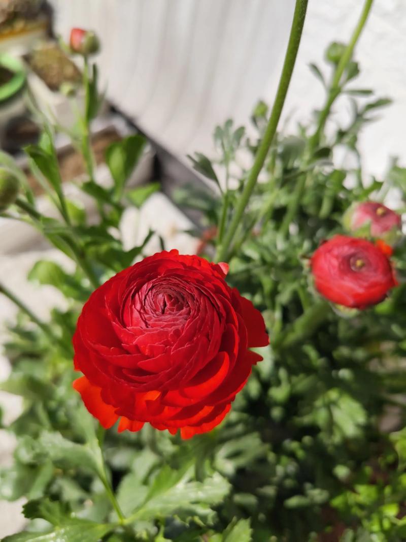 芹叶牡丹的花语及象征意义，芹叶牡丹花图片竖屏大花-第3张图片-优品飞百科