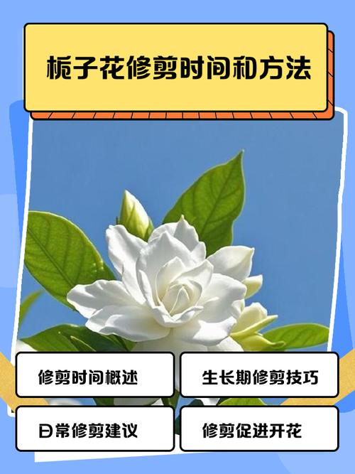 栀子花什么时候生长快,怎么才能长的快,栀子花什么时候开始生长?-第1张图片-优品飞百科 栀子花什么时候生长快,怎么才能长的快,栀子花什么时候开始生长?-第1张图片-优品飞百科