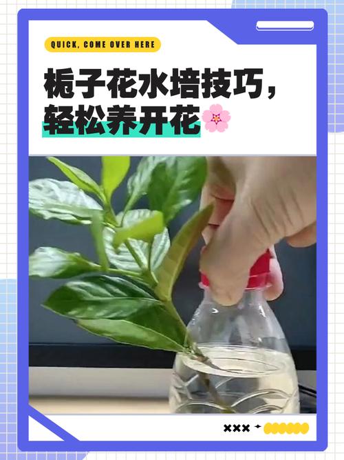 栀子花什么时候生长快,怎么才能长的快,栀子花什么时候开始生长?-第2张图片-优品飞百科 栀子花什么时候生长快,怎么才能长的快,栀子花什么时候开始生长?-第2张图片-优品飞百科
