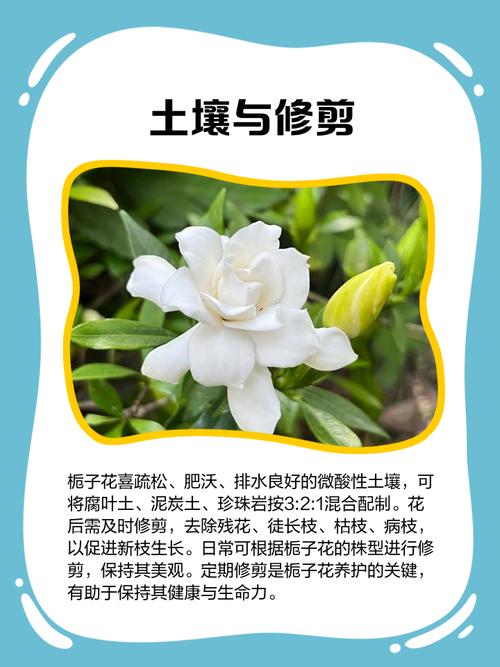栀子花什么时候生长快,怎么才能长的快,栀子花什么时候开始生长?-第3张图片-优品飞百科 栀子花什么时候生长快,怎么才能长的快,栀子花什么时候开始生长?-第3张图片-优品飞百科