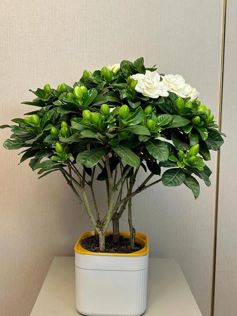 栀子花什么时候生长快,怎么才能长的快,栀子花什么时候开始生长?-第4张图片-优品飞百科 栀子花什么时候生长快,怎么才能长的快,栀子花什么时候开始生长?-第4张图片-优品飞百科