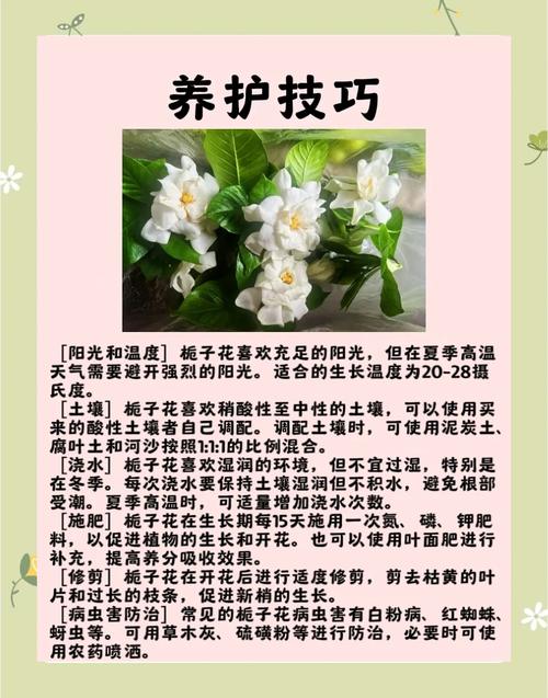 栀子花什么时候生长快,怎么才能长的快,栀子花什么时候开始生长?-第5张图片-优品飞百科 栀子花什么时候生长快,怎么才能长的快,栀子花什么时候开始生长?-第5张图片-优品飞百科