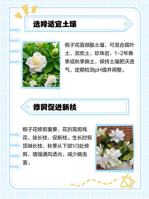 栀子花什么时候生长快,怎么才能长的快,栀子花什么时候开始生长?-第7张图片-优品飞百科 栀子花什么时候生长快,怎么才能长的快,栀子花什么时候开始生长?-第7张图片-优品飞百科