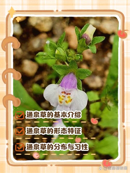 通泉草的功效与作用？通泉草介绍？-第1张图片-优品飞百科