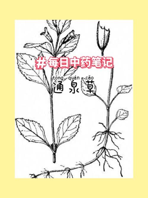 通泉草的功效与作用？通泉草介绍？-第2张图片-优品飞百科