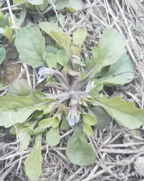 通泉草的功效与作用？通泉草介绍？-第4张图片-优品飞百科