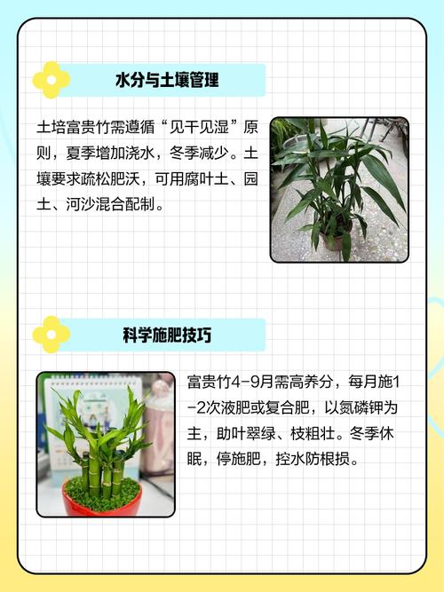 富贵竹能土养吗,怎么土养?富贵竹可以土养图片?-第1张图片-优品飞百科 富贵竹能土养吗,怎么土养?富贵竹可以土养图片?-第1张图片-优品飞百科