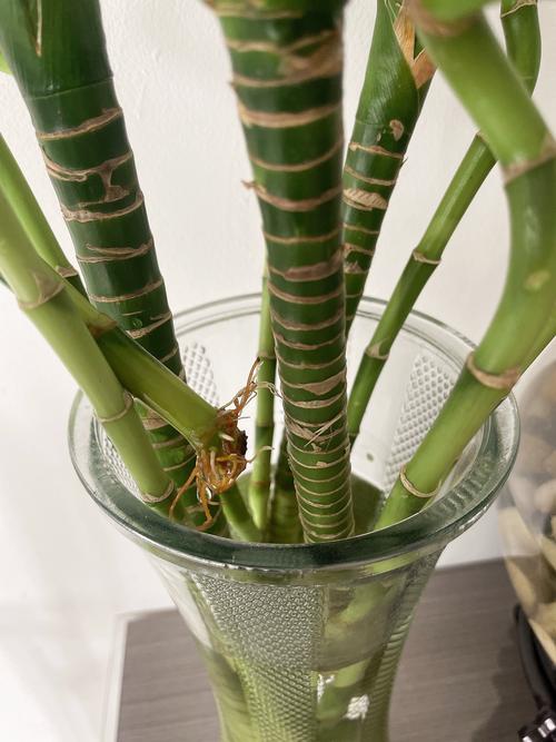 富贵竹能土养吗,怎么土养?富贵竹可以土养图片?-第2张图片-优品飞百科 富贵竹能土养吗,怎么土养?富贵竹可以土养图片?-第2张图片-优品飞百科