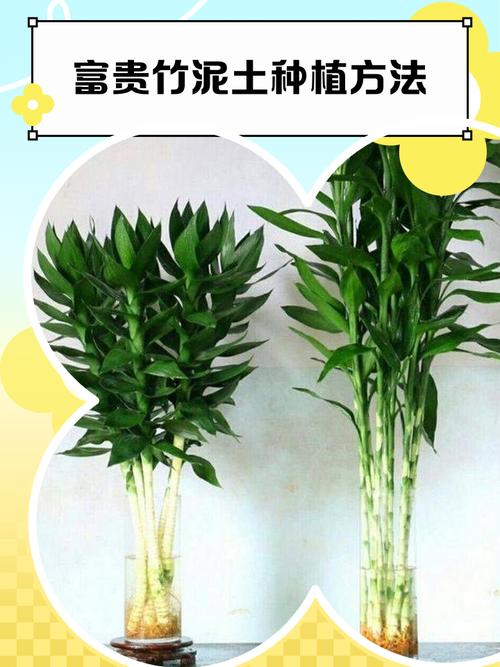 富贵竹能土养吗,怎么土养?富贵竹可以土养图片?-第3张图片-优品飞百科 富贵竹能土养吗,怎么土养?富贵竹可以土养图片?-第3张图片-优品飞百科