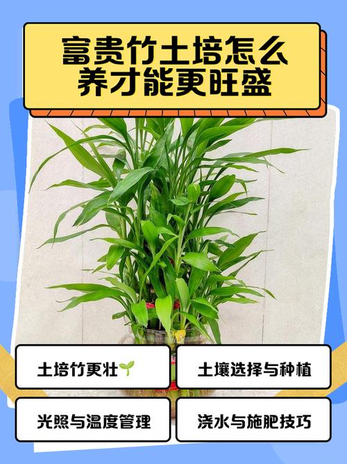富贵竹能土养吗,怎么土养?富贵竹可以土养图片?-第4张图片-优品飞百科 富贵竹能土养吗,怎么土养?富贵竹可以土养图片?-第4张图片-优品飞百科
