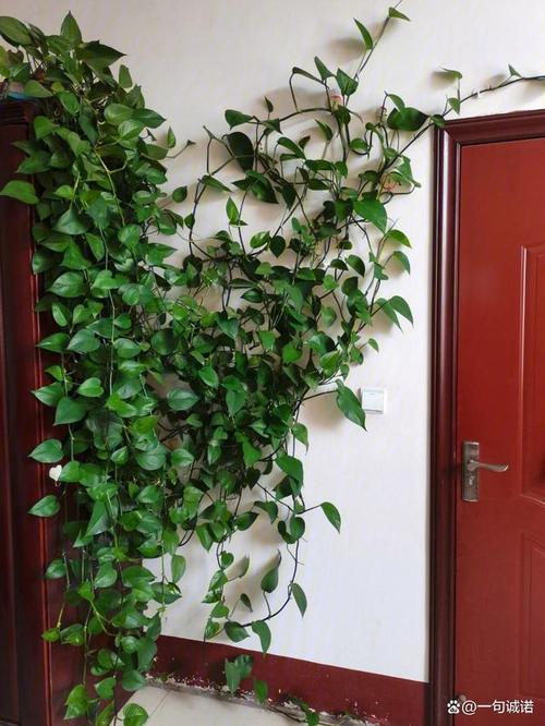 卧室可以放绿萝睡觉吗，卧室可以放绿萝吗睡觉的时候？