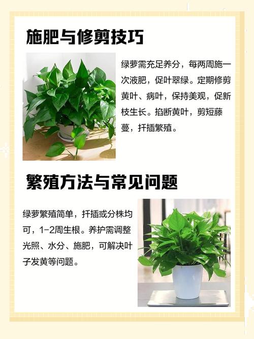 卧室可以放绿萝睡觉吗，卧室可以放绿萝吗睡觉的时候？-第3张图片-优品飞百科