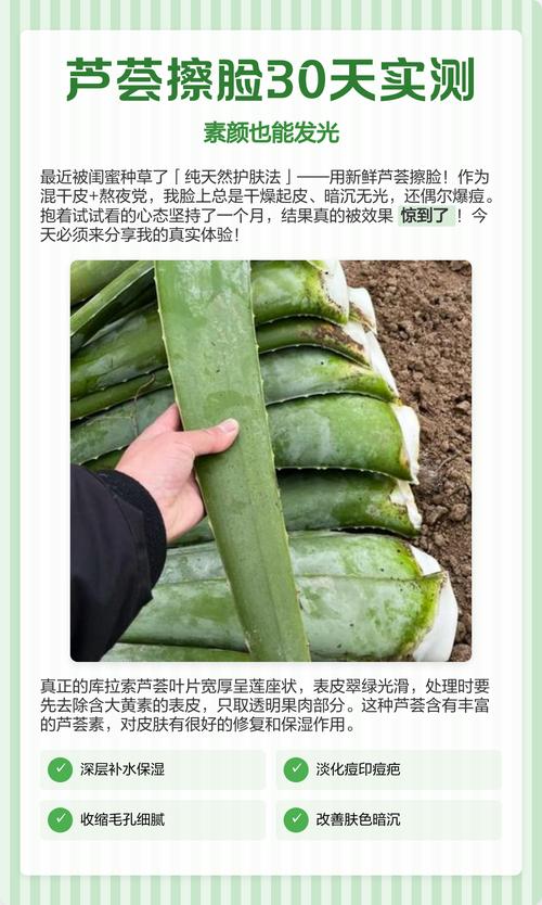 芦荟的功效与作用？芦荟的功效与作用对皮肤的作用？-第3张图片-优品飞百科