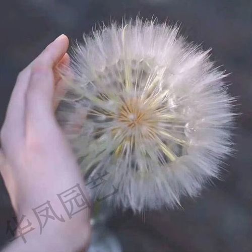 干蒲公英多少钱一斤，蒲公英种子多少钱一斤？蒲公英多少钱1斤？-第3张图片-优品飞百科