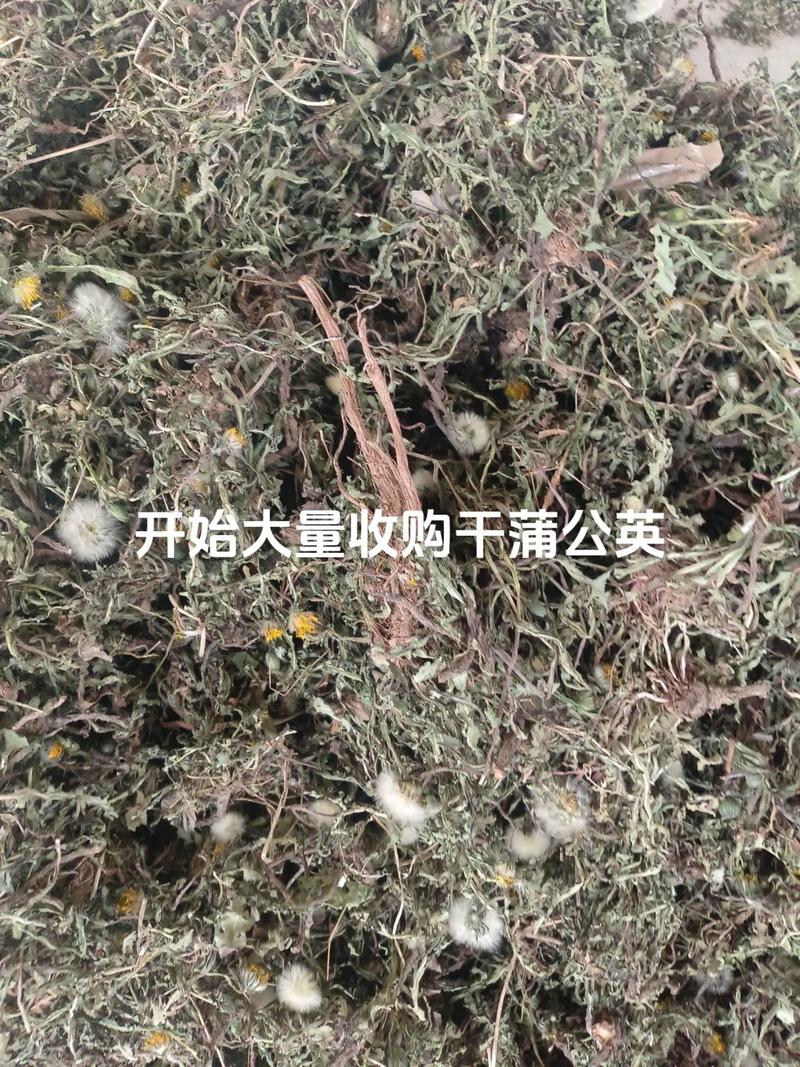 干蒲公英多少钱一斤，蒲公英种子多少钱一斤？蒲公英多少钱1斤？-第4张图片-优品飞百科