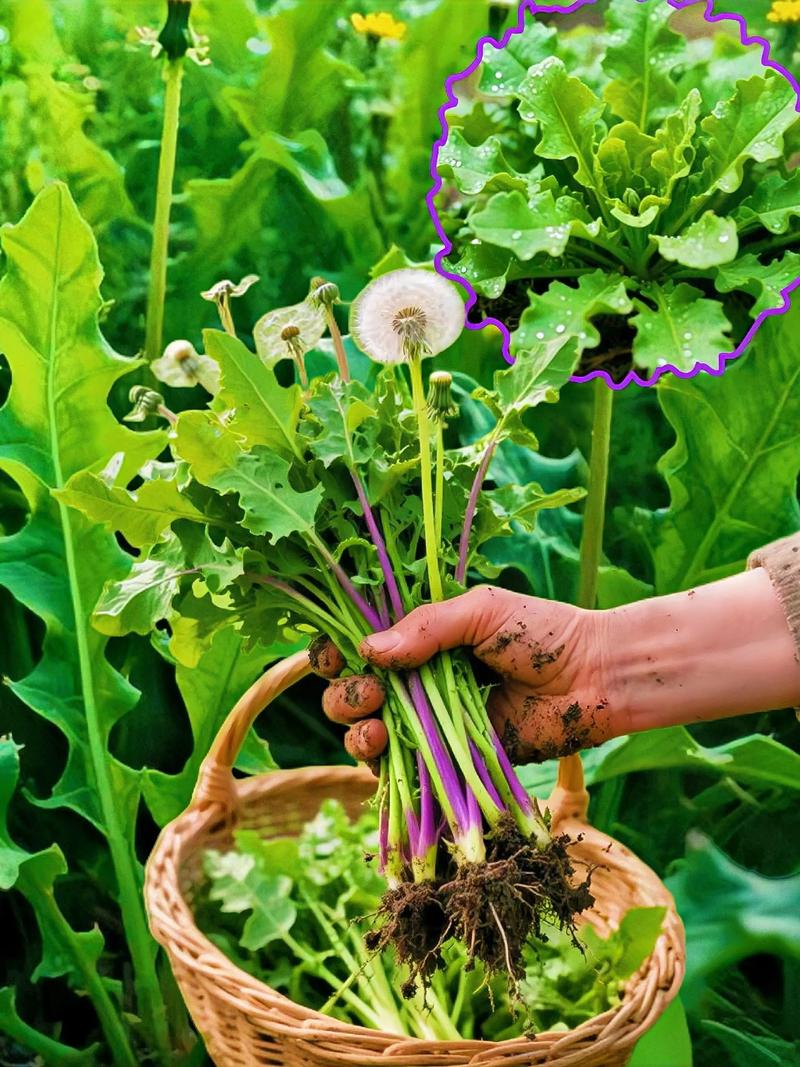 干蒲公英多少钱一斤，蒲公英种子多少钱一斤？蒲公英多少钱1斤？-第5张图片-优品飞百科