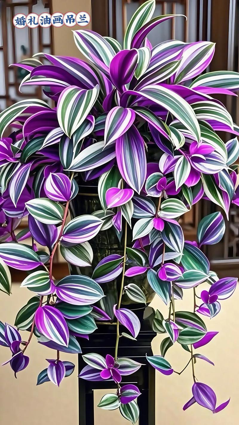 吊兰有几种，吊兰的种类，吊兰有几种品种图片及名称-第1张图片-优品飞百科