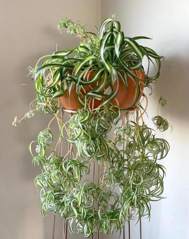 吊兰有几种，吊兰的种类，吊兰有几种品种图片及名称-第2张图片-优品飞百科