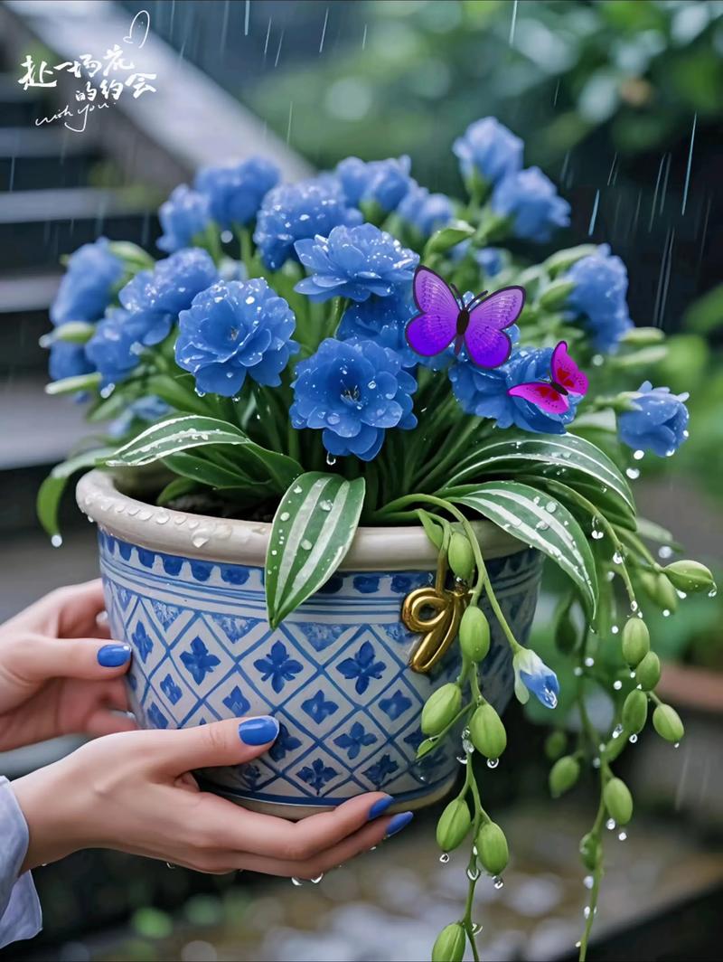 吊兰有几种，吊兰的种类，吊兰有几种品种图片及名称-第4张图片-优品飞百科