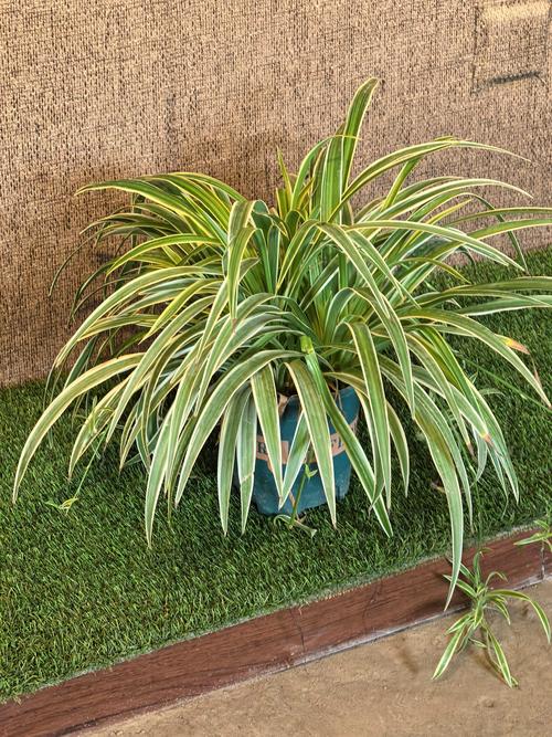 吊兰有几种，吊兰的种类，吊兰有几种品种图片及名称-第5张图片-优品飞百科