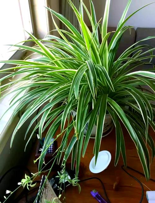 吊兰有几种，吊兰的种类，吊兰有几种品种图片及名称-第6张图片-优品飞百科