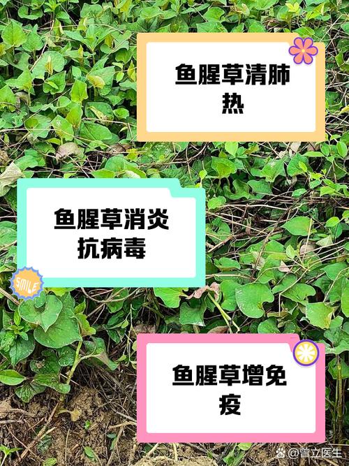 鱼腥草泡水喝的功效，夏枯草鱼腥草泡水喝的功效-第1张图片-优品飞百科