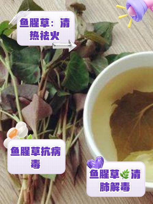 鱼腥草泡水喝的功效，夏枯草鱼腥草泡水喝的功效-第5张图片-优品飞百科