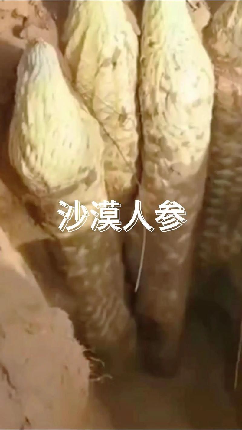 肉苁蓉有什么药用价值,肉苁蓉有什么药用功效-第2张图片-优品飞百科 肉苁蓉有什么药用价值,肉苁蓉有什么药用功效-第2张图片-优品飞百科