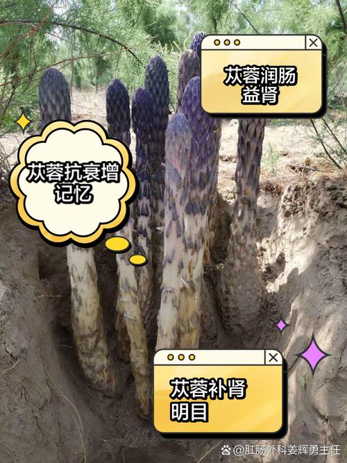 肉苁蓉有什么药用价值,肉苁蓉有什么药用功效-第3张图片-优品飞百科 肉苁蓉有什么药用价值,肉苁蓉有什么药用功效-第3张图片-优品飞百科