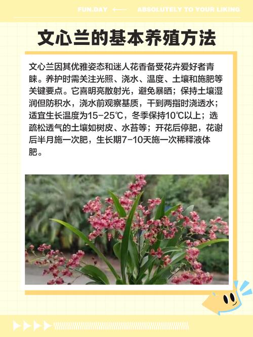 文心兰的花语及意义，文心兰的花语是什么？