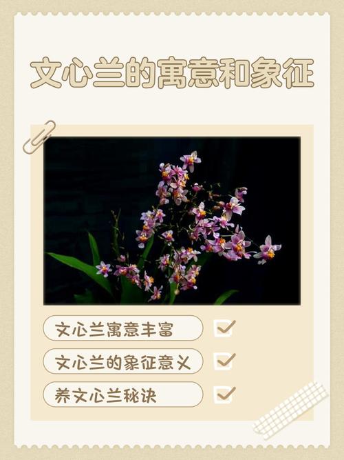 文心兰的花语及意义，文心兰的花语是什么？-第4张图片-优品飞百科