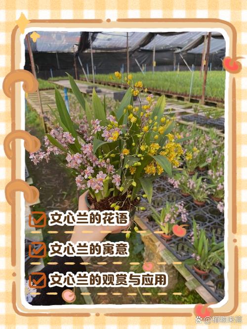 文心兰的花语及意义，文心兰的花语是什么？-第5张图片-优品飞百科