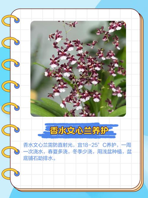 文心兰的花语及意义，文心兰的花语是什么？-第6张图片-优品飞百科