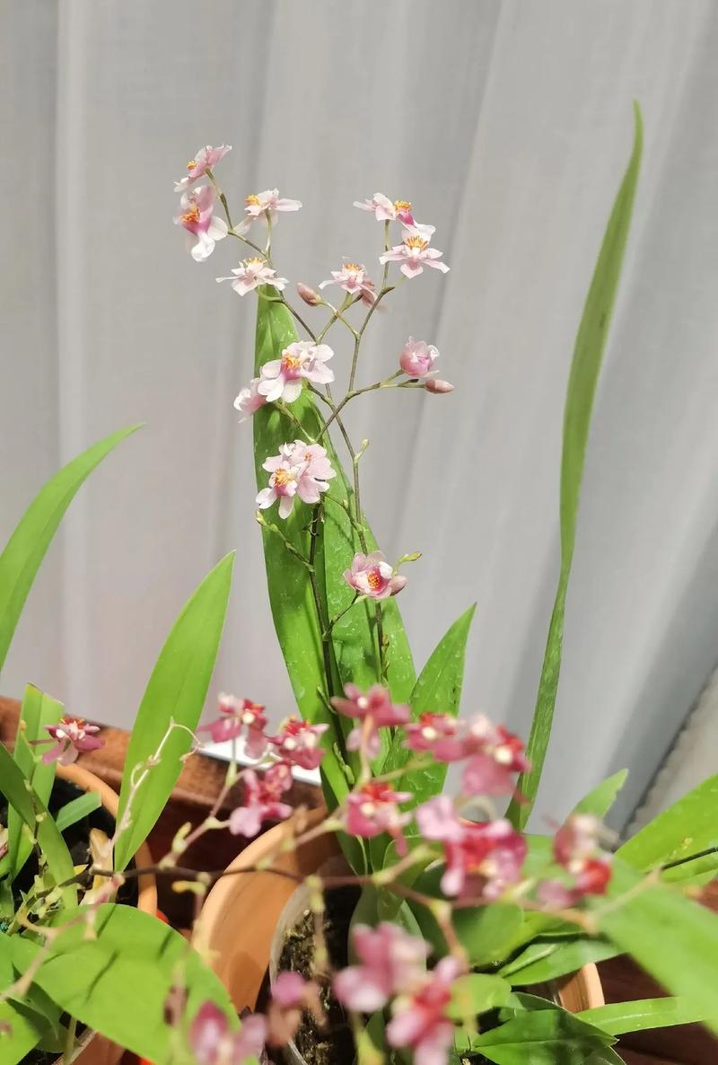 文心兰的花语及意义，文心兰的花语是什么？-第7张图片-优品飞百科