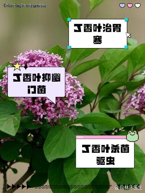 丁香的功效与作用？细辛的功效与作用？-第4张图片-优品飞百科