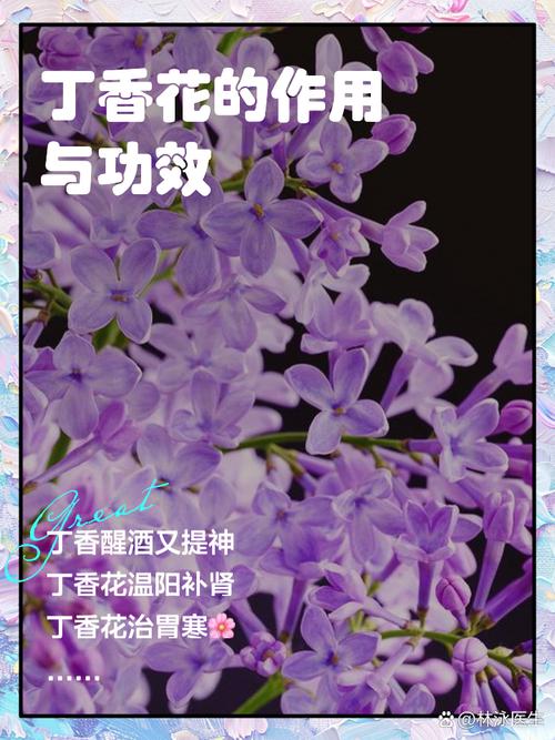 丁香的功效与作用？细辛的功效与作用？-第6张图片-优品飞百科
