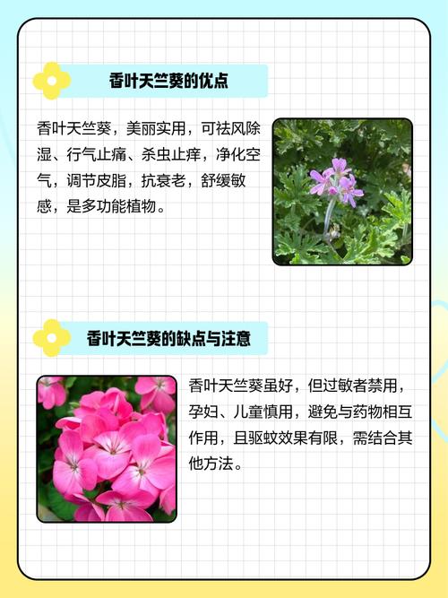 天竺葵的功效与作用？多特瑞天竺葵的功效与作用？