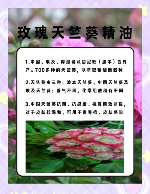 天竺葵的功效与作用？多特瑞天竺葵的功效与作用？-第4张图片-优品飞百科