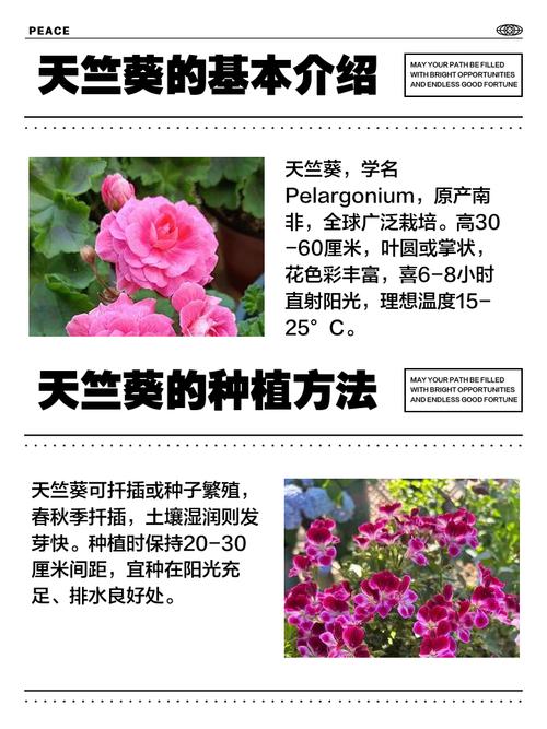 天竺葵的功效与作用？多特瑞天竺葵的功效与作用？-第5张图片-优品飞百科