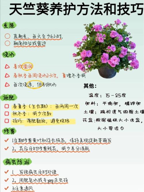 天竺葵的功效与作用？多特瑞天竺葵的功效与作用？-第6张图片-优品飞百科